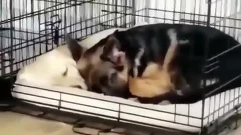 Cute Funny Dogs