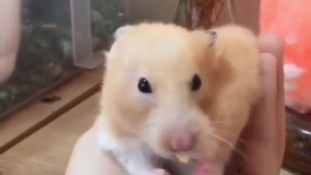 When you know your diet should start tomorrow