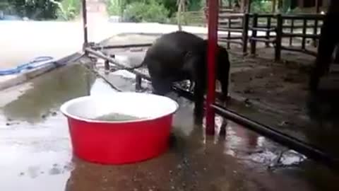 When it gets too hot its bath time for the little jumbos