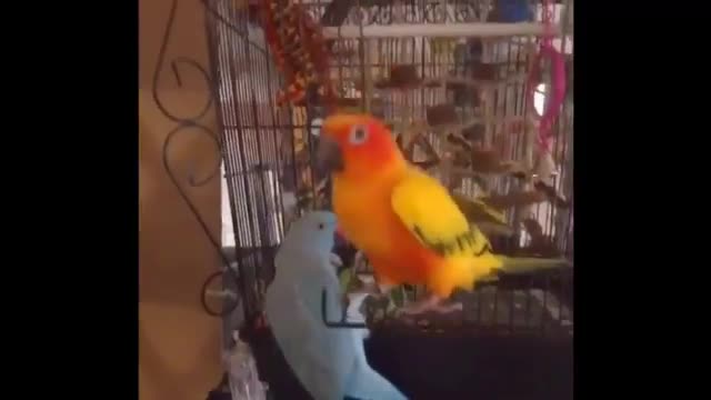 Parrot Said "I LOVE YOU" Another Parrot Said "I CANT DO"