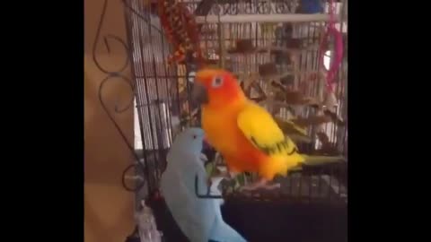 Parrot Said "I LOVE YOU" Another Parrot Said "I CANT DO"