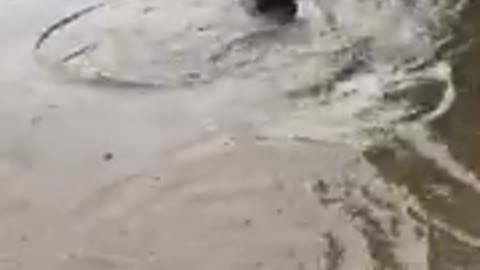 New crocodile species found in UK....