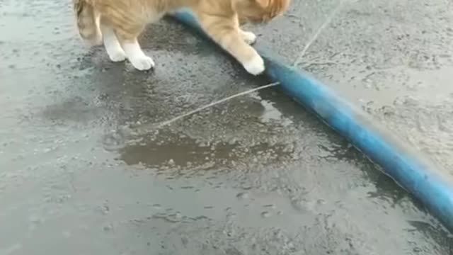 Cute 🥰 cat