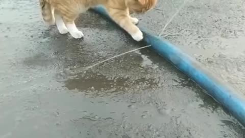 Cute 🥰 cat