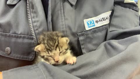 kneading kitten