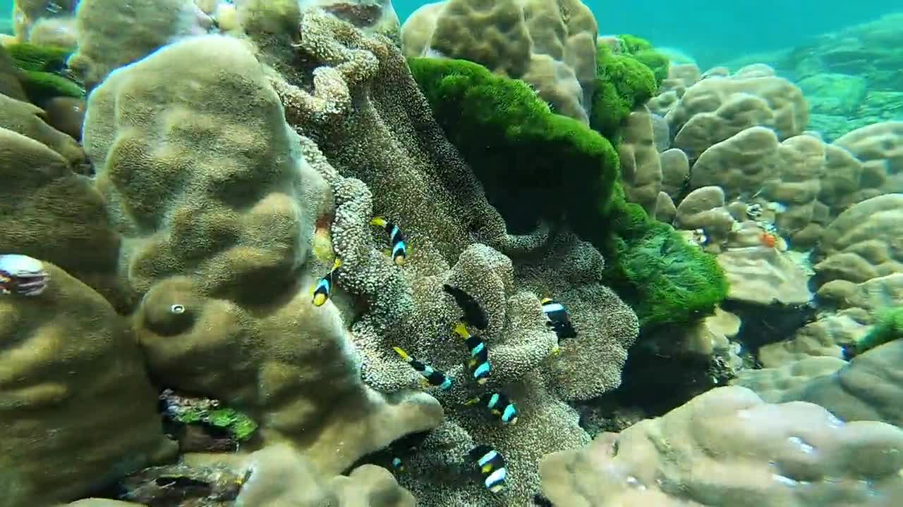 Fish Swimming in Coral Reefs