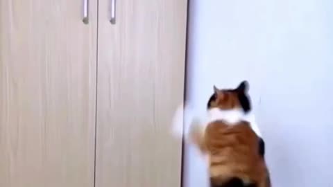 Watch funny cat video