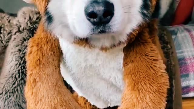 Fancy dog competition🐕🐕🐕