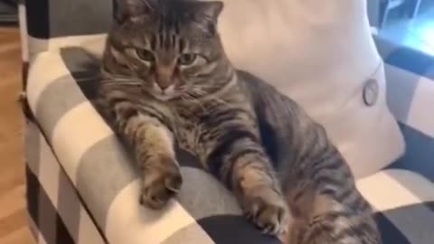 TikTok Cats - Distinguished Gentleman compilation