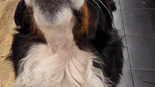 Bernese Mountain Dog loves Spaghetti