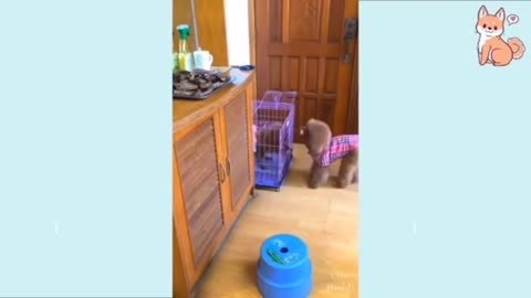 Funny Dog Video Two