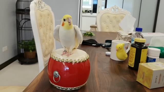 cockatiel is most happy while drumming ...#short video...