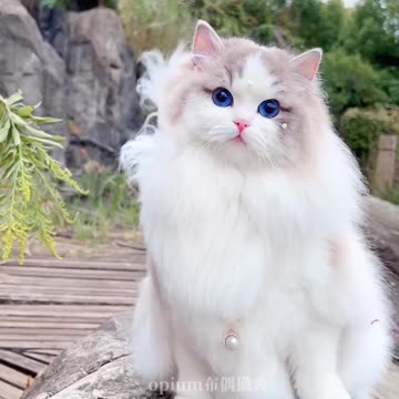 Cute cat 😻
