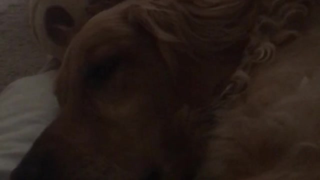 Blonde woman and golden retriever lay down and make noises together