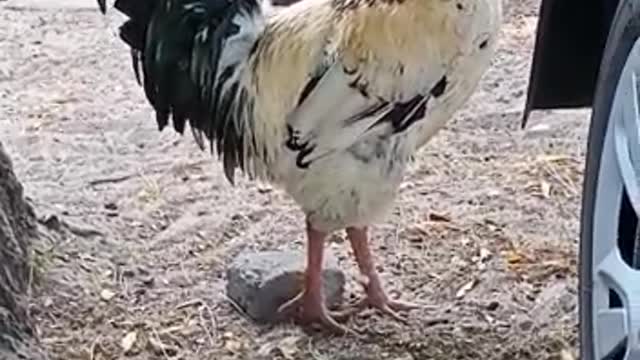 ROOSTER WITH HIS IMPONENCE