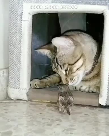Friendship between a cat and a bird