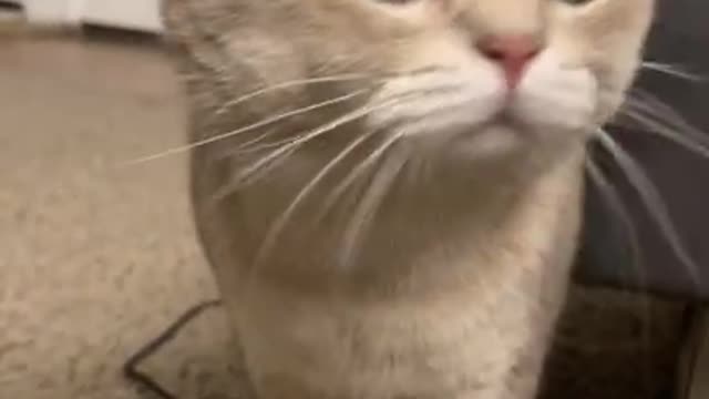 Let's see how this little cat argues