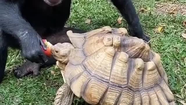 Chimpanji feeding turtle