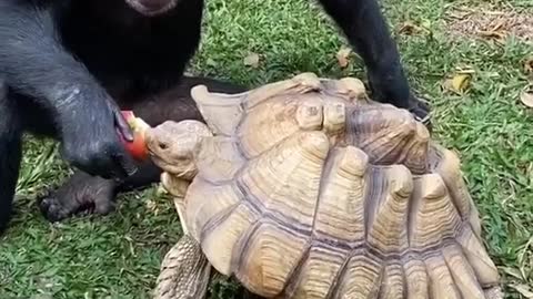 Chimpanji feeding turtle