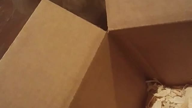 Cute white fluffy dog watching baby chicks inside of box