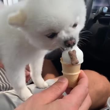 He loves Dairy Queen 🍦🤩