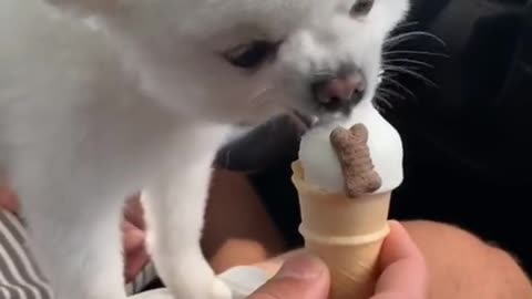 He loves Dairy Queen 🍦🤩