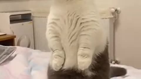 this cat is very cute