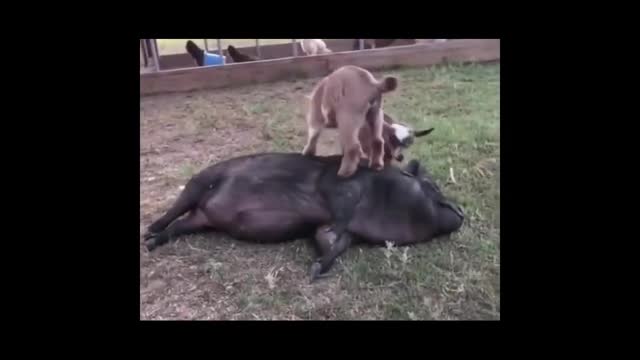 kitten and rooster fight