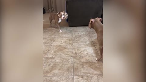 Funny Pitbull compilation