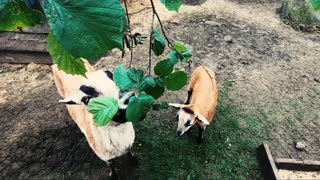 Cute animals eating leaves