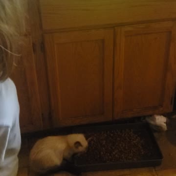 Cat eat dog food ..lol