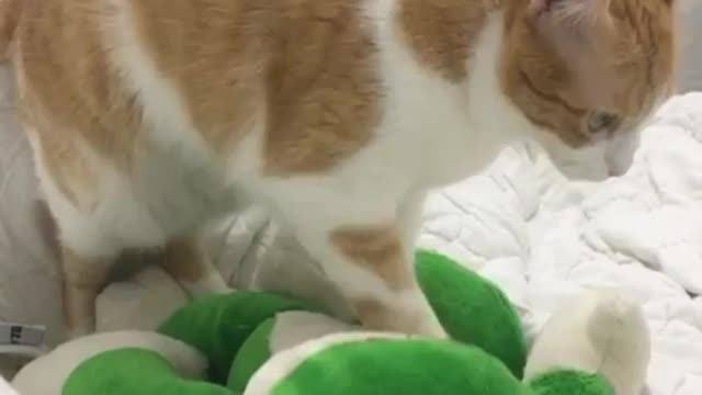 Very cute, my kitten, massaging the stuffed animal!