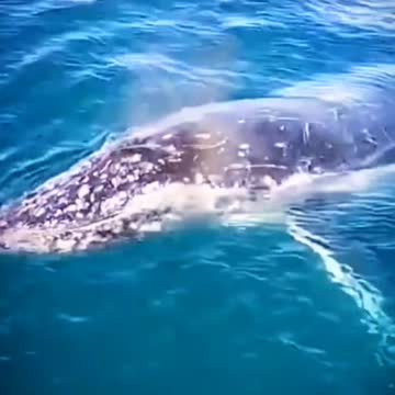 See the largest whale making a powerful sound
