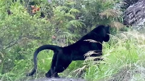 Black Panther.