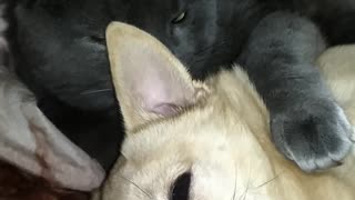 My cat loves a small dog!