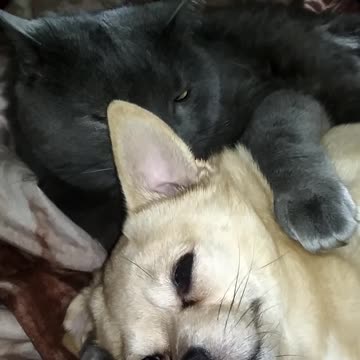 My cat loves a small dog!