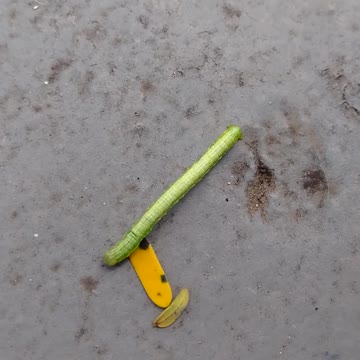 Green earthworm
