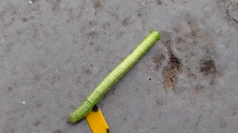 Green earthworm