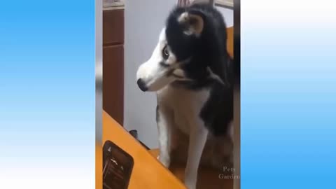 animals funny - moments