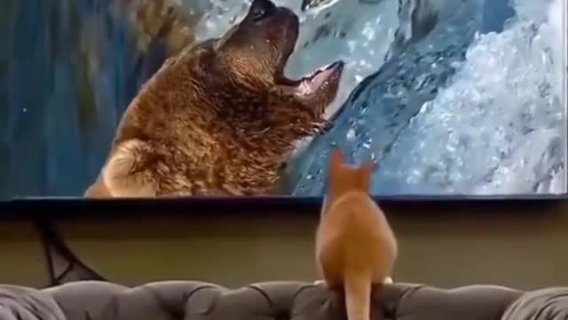 Cat trying to catch fish from TV