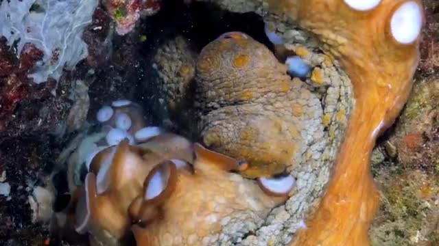 An Octopus (Octopoda) can squeeze into very small spaces.trying to get comfy in bed.