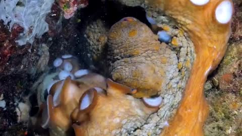 An Octopus (Octopoda) can squeeze into very small spaces.trying to get comfy in bed.