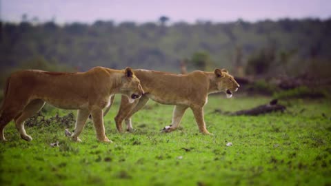 Pair of Lionesses Walking Together