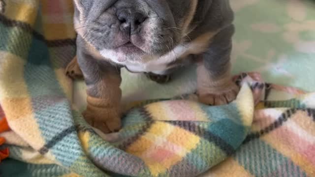 Fluffy puppy washes its paws for attention🐶