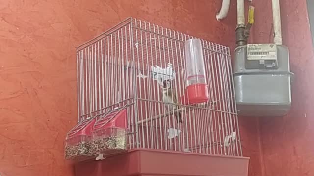 The most beautiful bird Hassoun