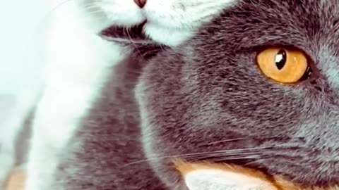 Beautiful Cat's Style 😺 #cat #cats #cute #cutecat #cutecats