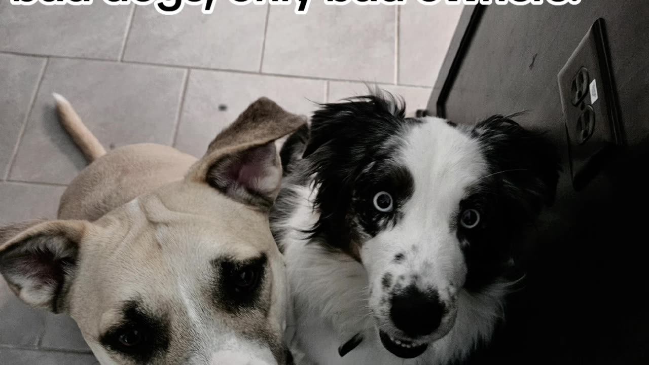 Please save the Bully dogs