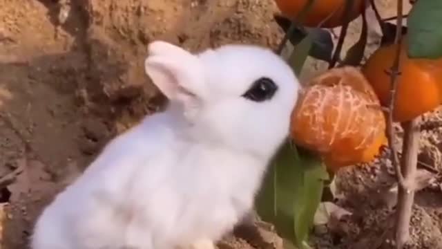 funny animal videos, top funniest pet videos, try not to laugh wirh animals, animals tube