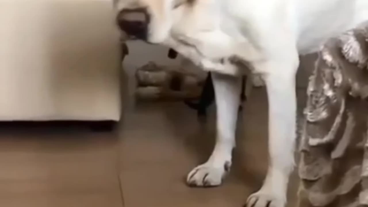 Cast & Dogs Funny video