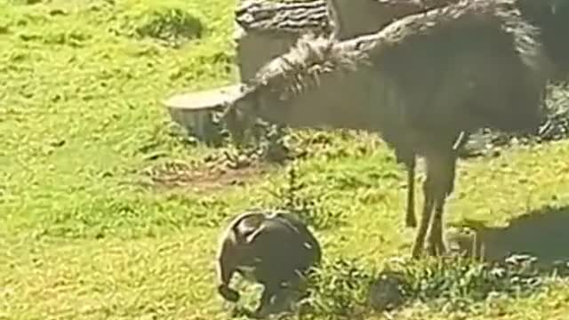 funny animals